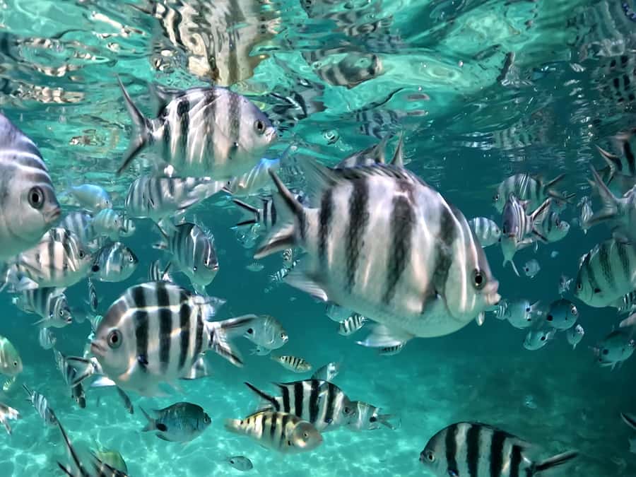 From Blue Bay: Ile aux Cerfs Speedboat Excursion with BBQ - What the $106 price includes