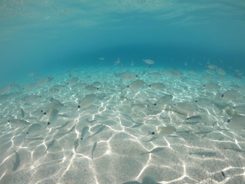 From Cala Gonone: Gulf of Orosei Speedboat Trip and Aperitif - Cala Luna combines beach and cliffs