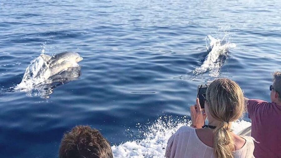 From Cala Gonone: naturalistic excursion on a RIB - Key points to know before sailing