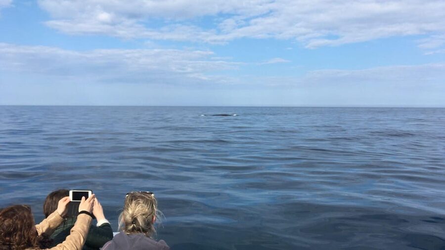 From Cala Gonone: naturalistic excursion on a RIB - Why this short boat trip feels different
