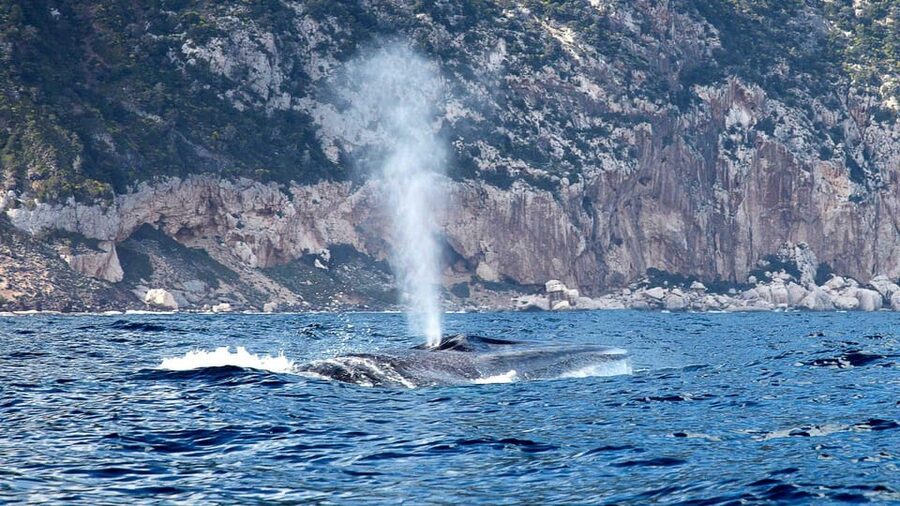 From Cala Gonone: naturalistic excursion on a RIB - Offshore searching in the Gulf of Orosei