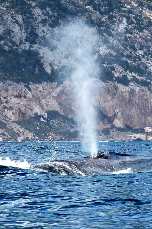 From Cala Gonone: naturalistic excursion on a RIB - Returning close to caves, cliffs, and beaches