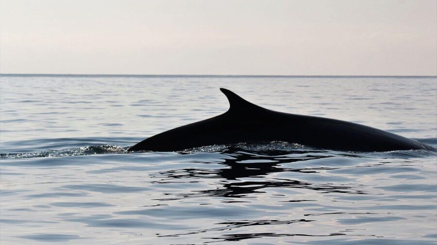 From Cala Gonone: naturalistic excursion on a RIB - Setting out from Cala Gonone on the Gemma 700