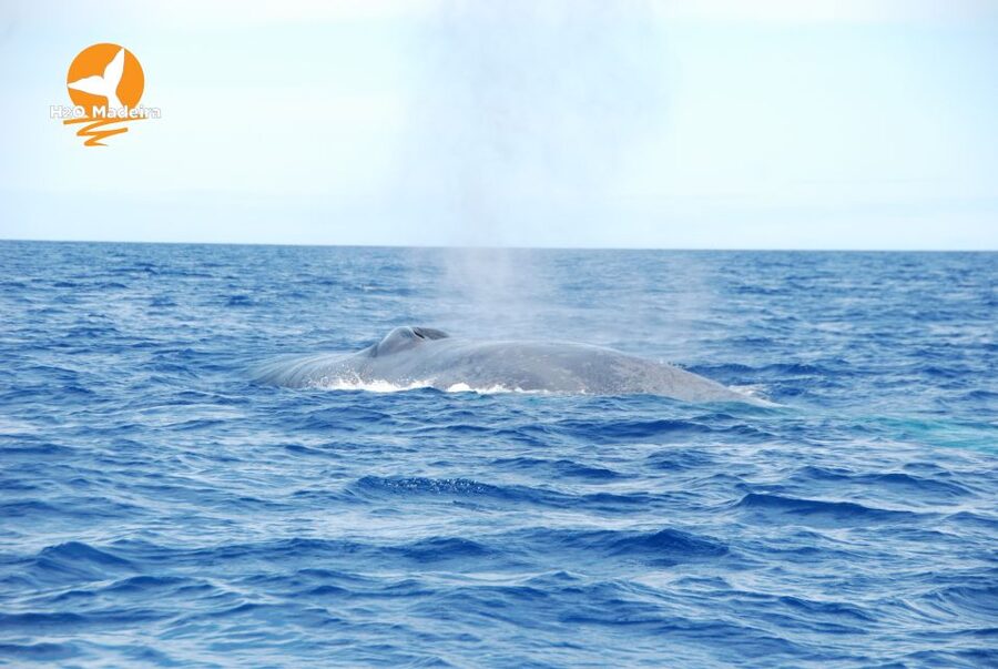 From Calheta: Whale and Dolphin Watching RIB Boat Tour - Leaving Calheta Marina for the open Atlantic