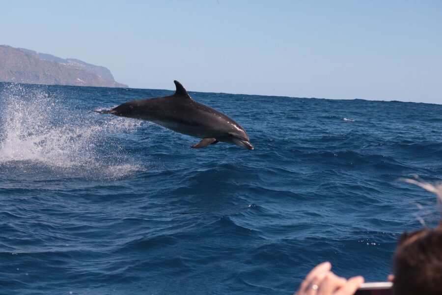 From Calheta: Whale and Dolphin Watching RIB Boat Tour - My booking advice