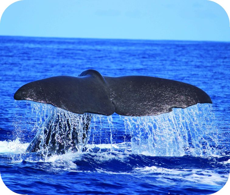 From Calheta: Whale and Dolphin Watching RIB Boat Tour - What the RIB ride feels like