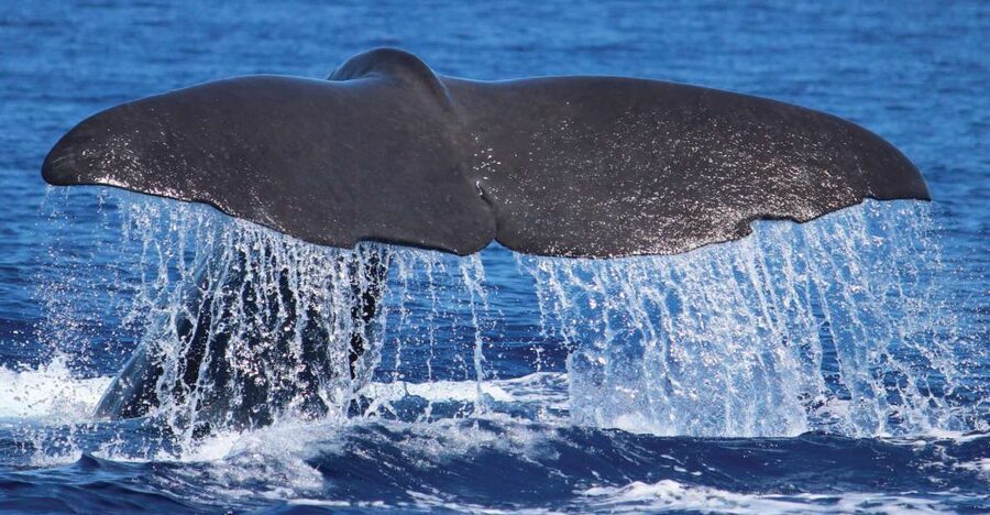 From Calheta: Whale and Dolphin Watching RIB Boat Tour - A respectful approach to wild animals