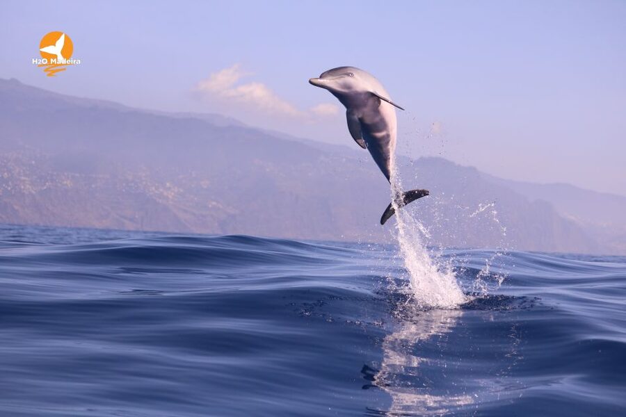 From Calheta: Whale and Dolphin Watching RIB Boat Tour - Madeira’s coast from offshore