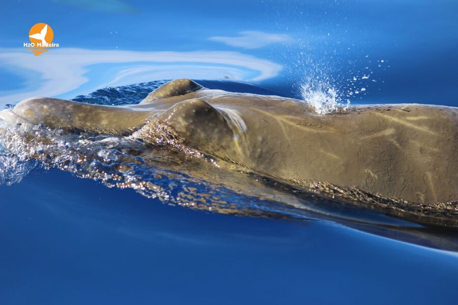 From Calheta: Whale and Dolphin Watching RIB Boat Tour - What the two-hour itinerary offers