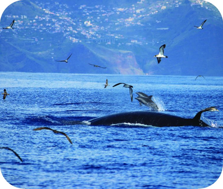 From Calheta: Whale and Dolphin Watching RIB Boat Tour - Is $70 a fair price?
