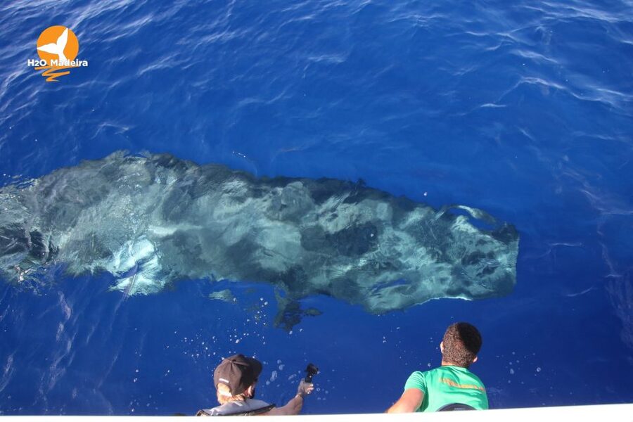 From Calheta: Whale and Dolphin Watching RIB Boat Tour - Who should book this boat trip?