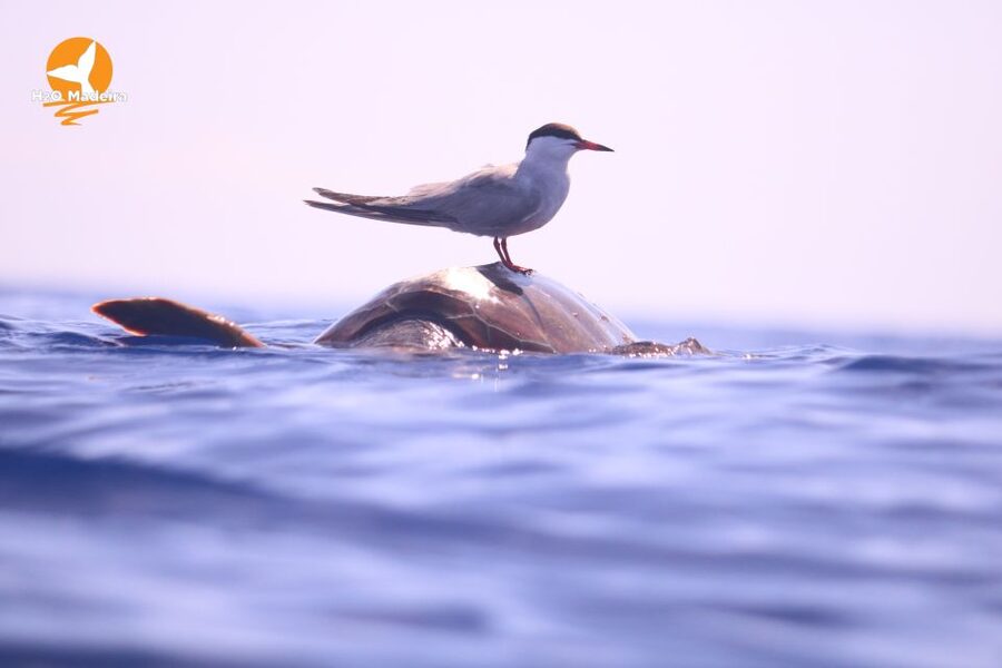 From Calheta: Whale and Dolphin Watching RIB Boat Tour - Practical packing advice for Calheta