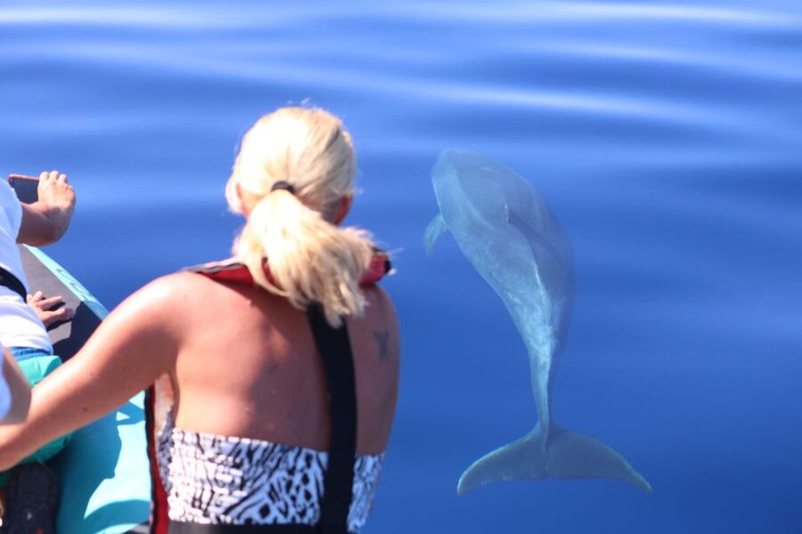From Calheta: Whale and Dolphin Watching RIB Boat Tour - Searching for dolphins and whales around Madeira
