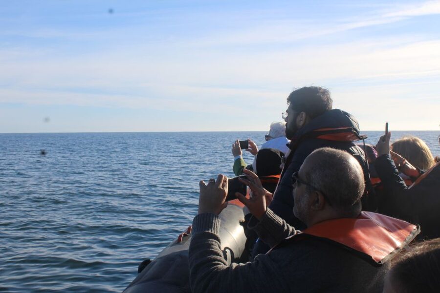 From Faro: Wildlife and Dolphin-Watching Speedboat Tour - Key points to know before booking