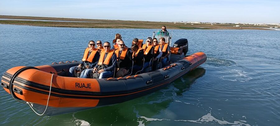 From Faro: Wildlife and Dolphin-Watching Speedboat Tour - Should you book this Faro dolphin tour?