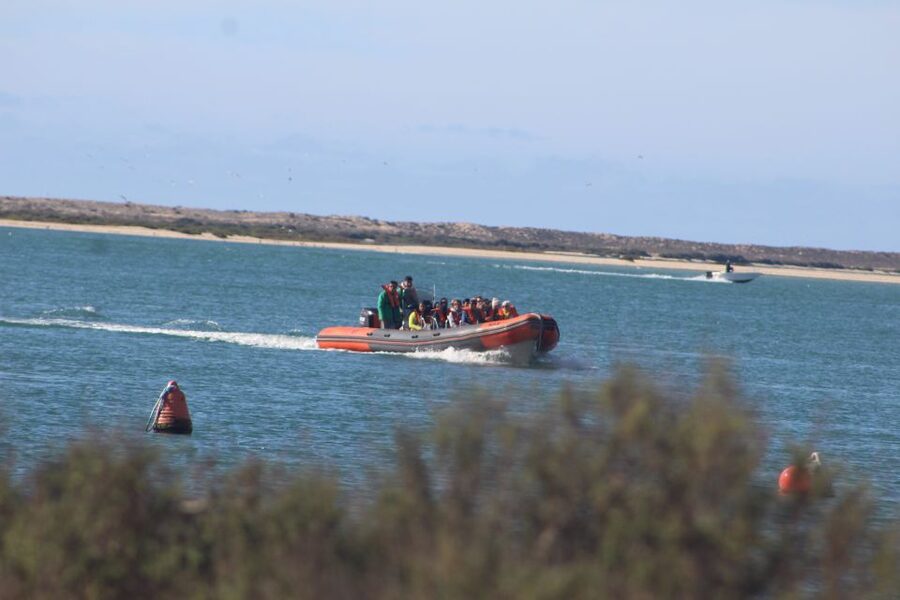 From Faro: Wildlife and Dolphin-Watching Speedboat Tour - From Rua da Porta Nova into Ria Formosa