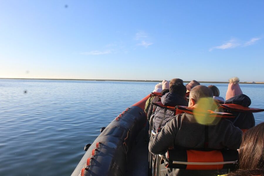 From Faro: Wildlife and Dolphin-Watching Speedboat Tour - How the dolphin search works
