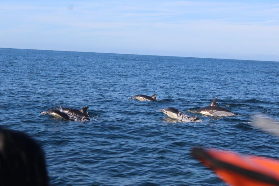 From Faro: Wildlife and Dolphin-Watching Speedboat Tour - Beyond dolphins: birds, turtles, sharks, and whales