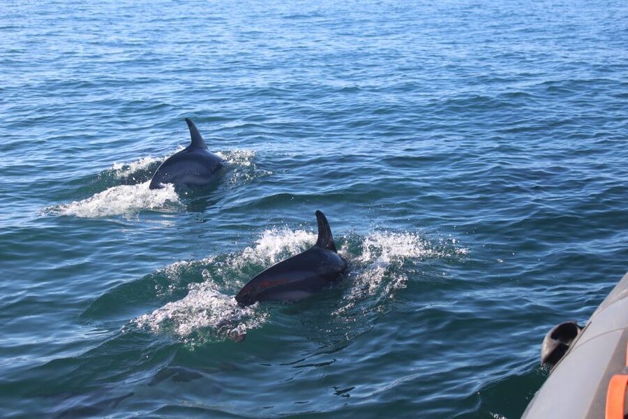 From Faro: Wildlife and Dolphin-Watching Speedboat Tour - The return through Ria Formosa