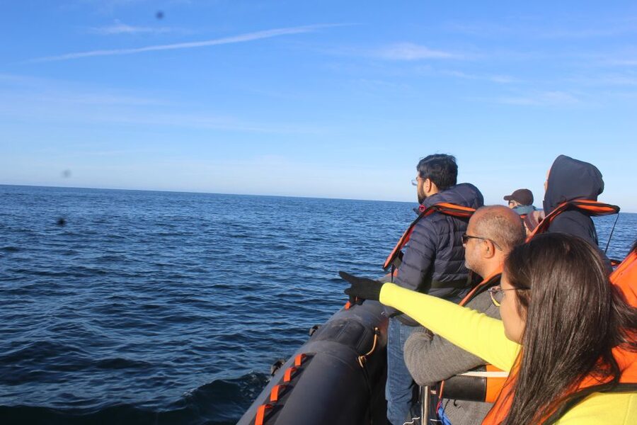 From Faro: Wildlife and Dolphin-Watching Speedboat Tour - What the $58 price gets you