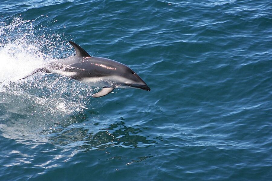 From Faro: Wildlife and Dolphin-Watching Speedboat Tour - Comfort, weather, and who should skip it