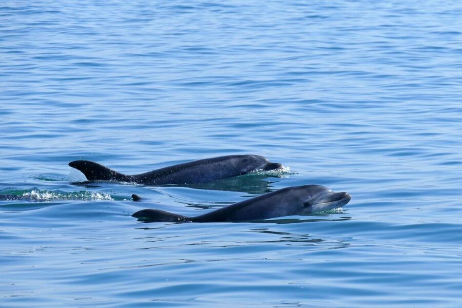 From Faro: Wildlife and Dolphin-Watching Speedboat Tour - A practical plan for the morning