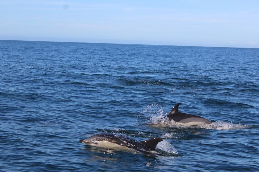From Faro: Wildlife and Dolphin-Watching Speedboat Tour - Crossing Cape Santa Maria to the Atlantic