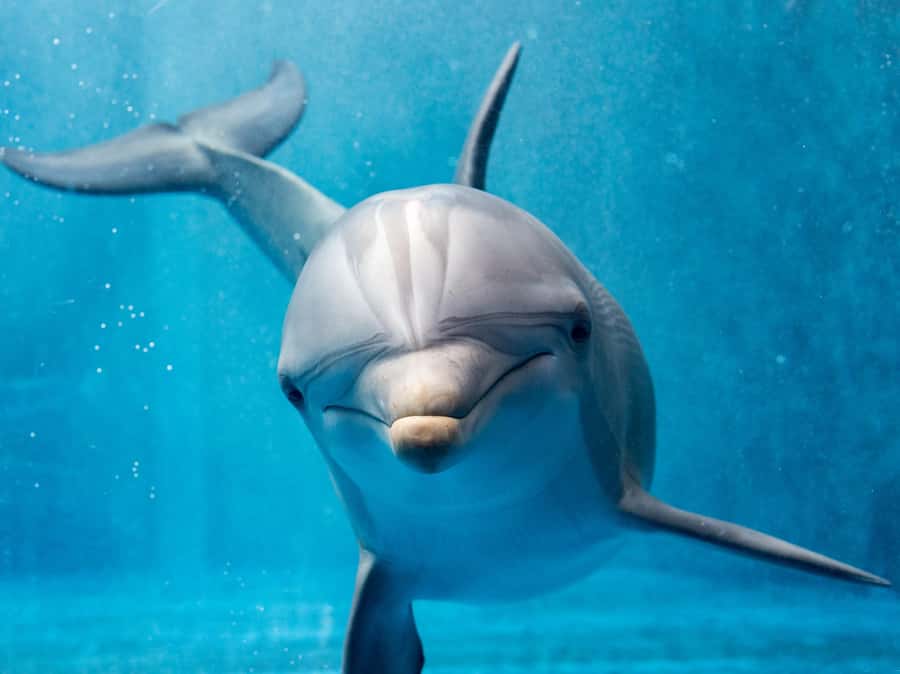 From Hurghada: Hula Hula Island Speedboat Tour with Dolphins - The Crew, Music, and Onboard Mood