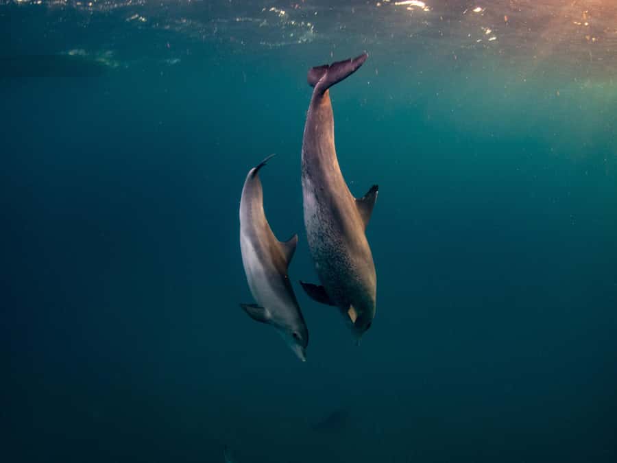 From Hurghada: Hula Hula Island Speedboat Tour with Dolphins - What to Pack and What to Confirm