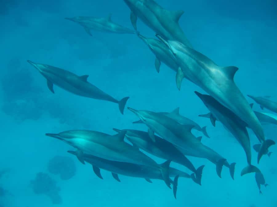 From Hurghada: Paradise Island Speedboat Tour with Dolphins - Snorkeling over Red Sea coral