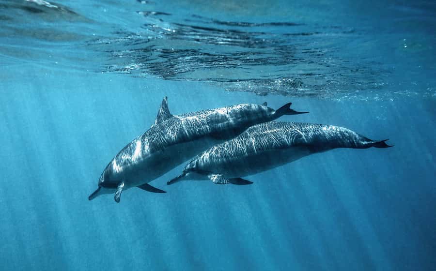 From Hurghada: Paradise Island Speedboat Tour with Dolphins - Paradise Island and its white sand