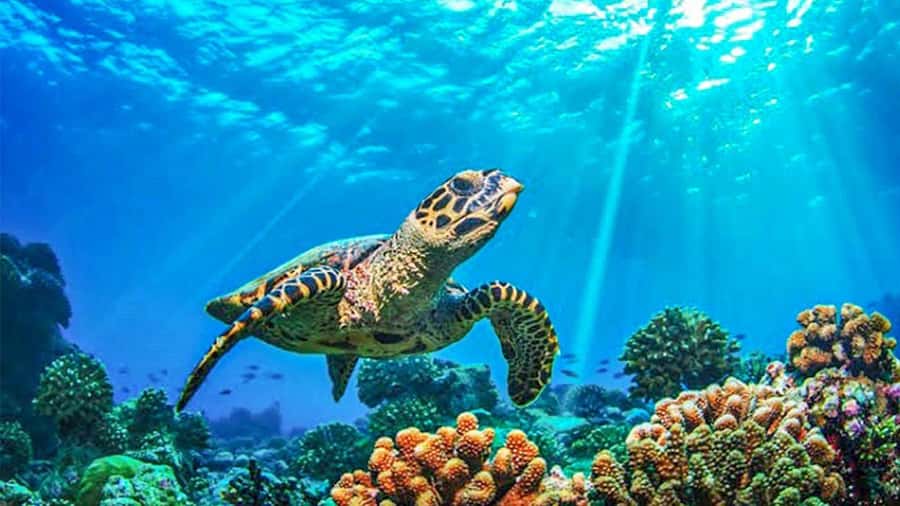 From Khao Lak & Phuket: Trip to Similan Islands by Speedboat - What the $125 price really includes