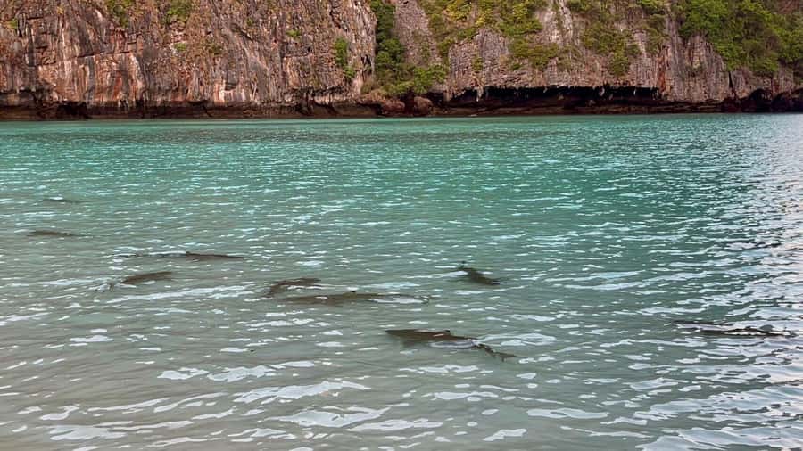 From Krabi: Phi Phi Early Bird & 4 Islands by Speedboat - Who should book this day