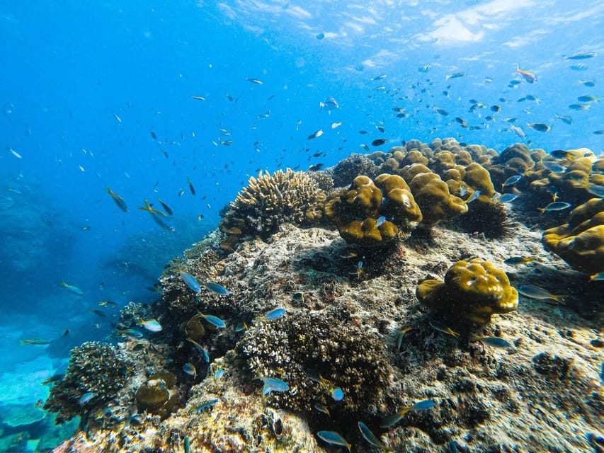 From Krabi: Phi Phi Islands Speedboat Day Tour - Key points to know before booking