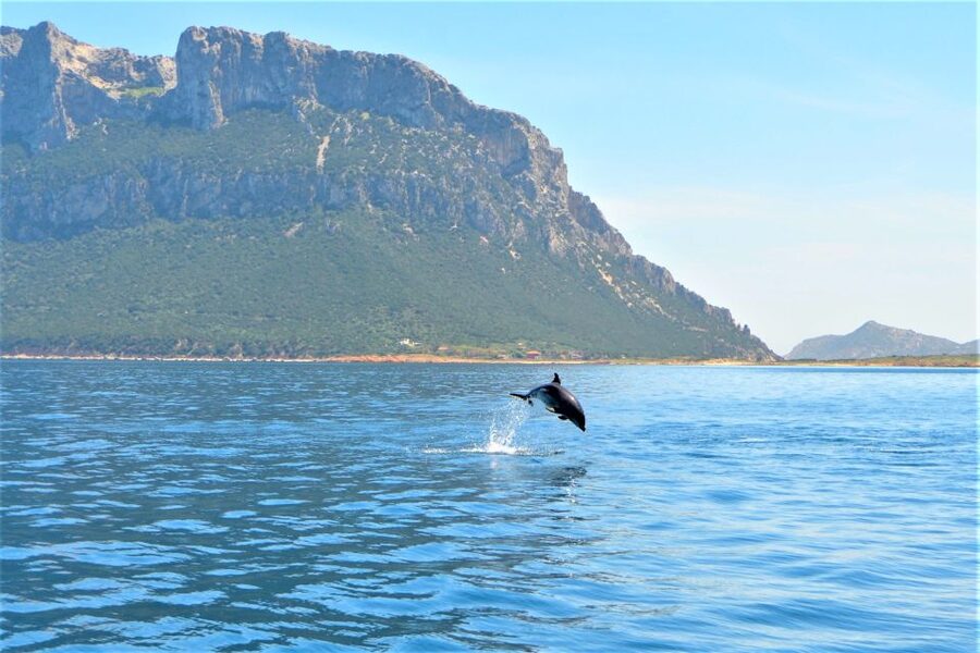 From Olbia: RIB Tour to Capo Figari with Dolphin Sighting - Key points to know before you book