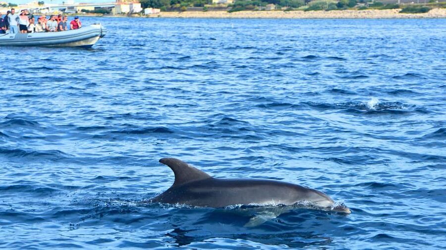 From Olbia: RIB Tour to Capo Figari with Dolphin Sighting - Booking advice for the morning departure