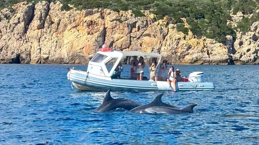 From Olbia: RIB Tour to Capo Figari with Dolphin Sighting - Why the dolphins are the main draw