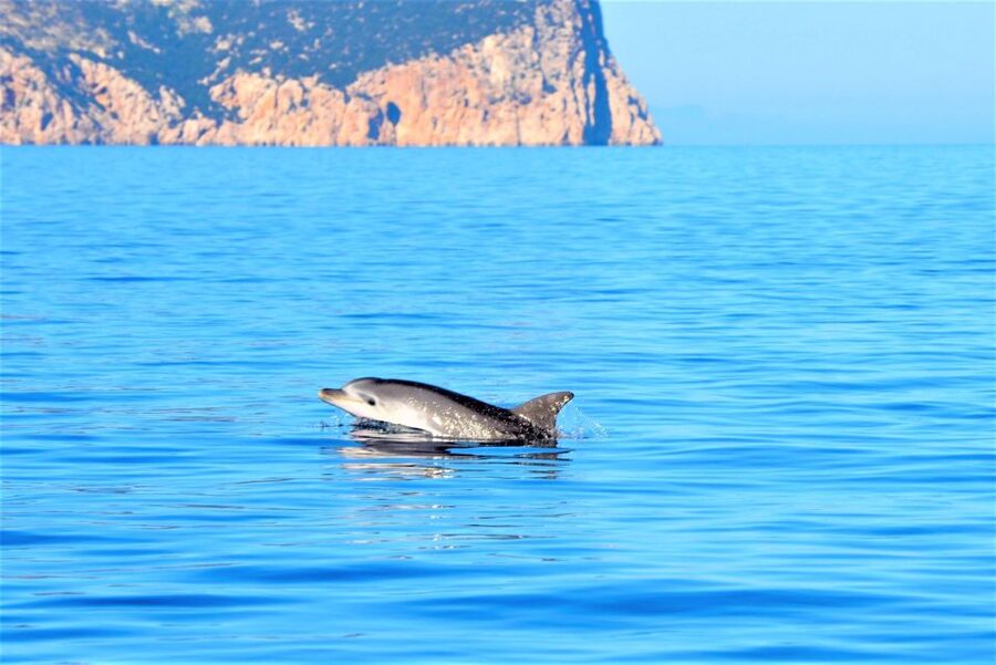 From Olbia: RIB Tour to Capo Figari with Dolphin Sighting - Watching dolphins around Figarolo