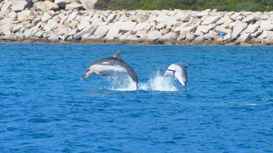From Olbia: RIB Tour to Capo Figari with Dolphin Sighting - Cala Moresca and the route changes