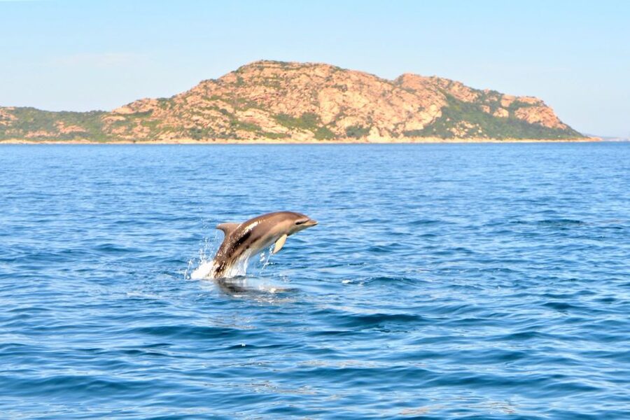 From Olbia: RIB Tour to Capo Figari with Dolphin Sighting - Is $77 a fair price?