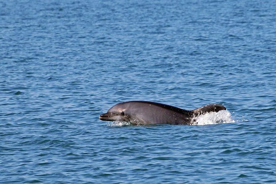 From Olbia: RIB Tour to Capo Figari with Dolphin Sighting - Who will enjoy this Olbia boat tour?