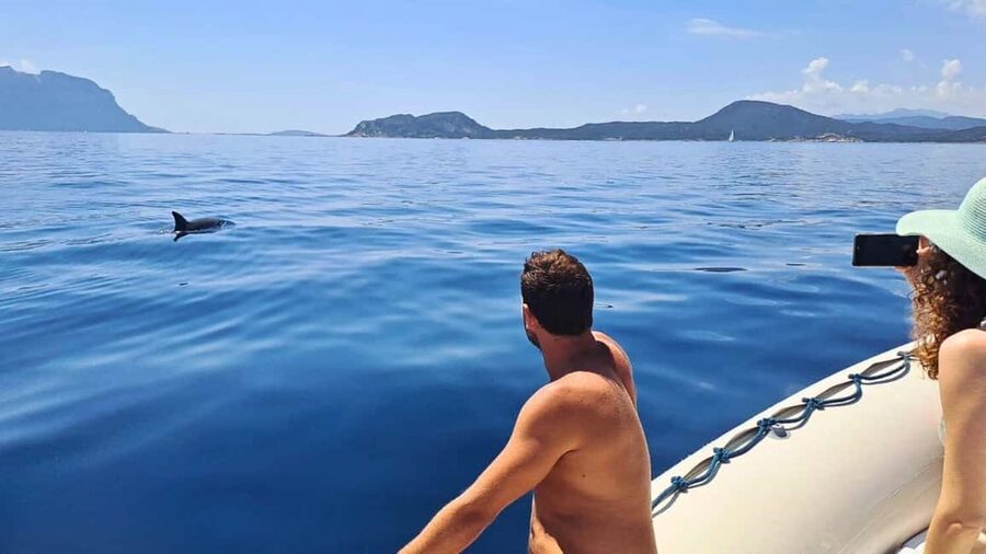 From Olbia: RIB Tour to Capo Figari with Dolphin Sighting - Leaving Olbia for Figarolo Island