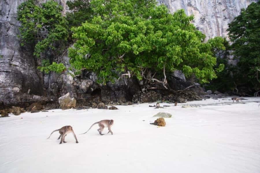 From Phi Phi Don:Sunset and Plankton Snorkeling by Speedboat - Maya Bay after the film fame