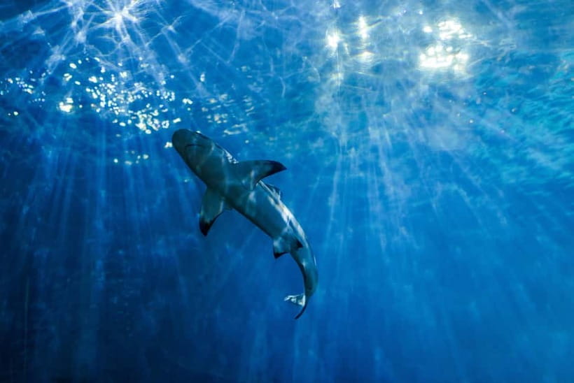 From Phi Phi : Maya Bay snorkeling trip by Speed Boat - Monkey Beach starts the island circuit