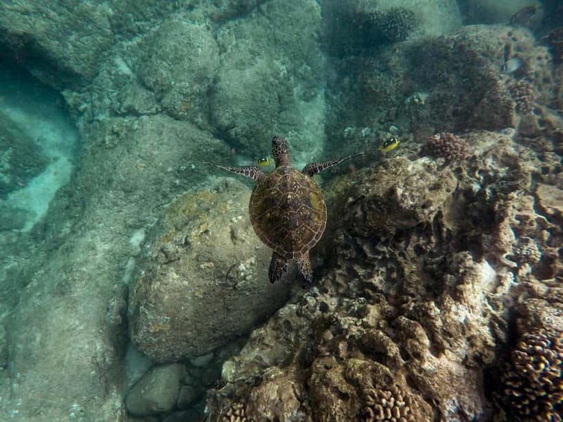 From Phi Phi : Maya Bay snorkeling trip by Speed Boat - The afternoon option adds sunset and plankton