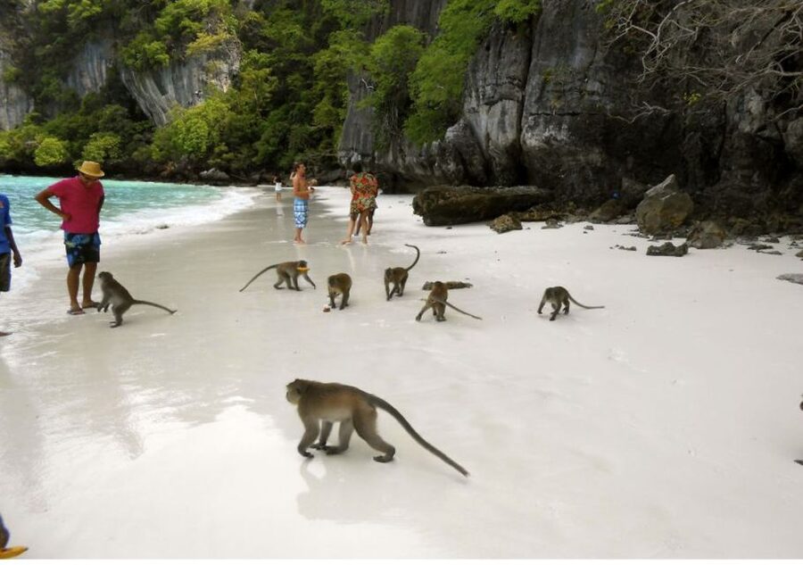 From Phi Phi: Private Full-Day Speed Boat Charter - Nui Bay, Monkey Beach, and Phi Phi’s familiar sights