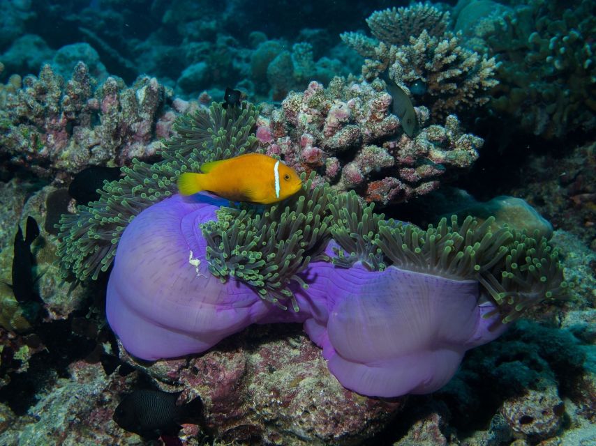 From Phi Phi: Private Full-Day Speed Boat Charter - Loh Samah Bay and the changing Maya Bay rules