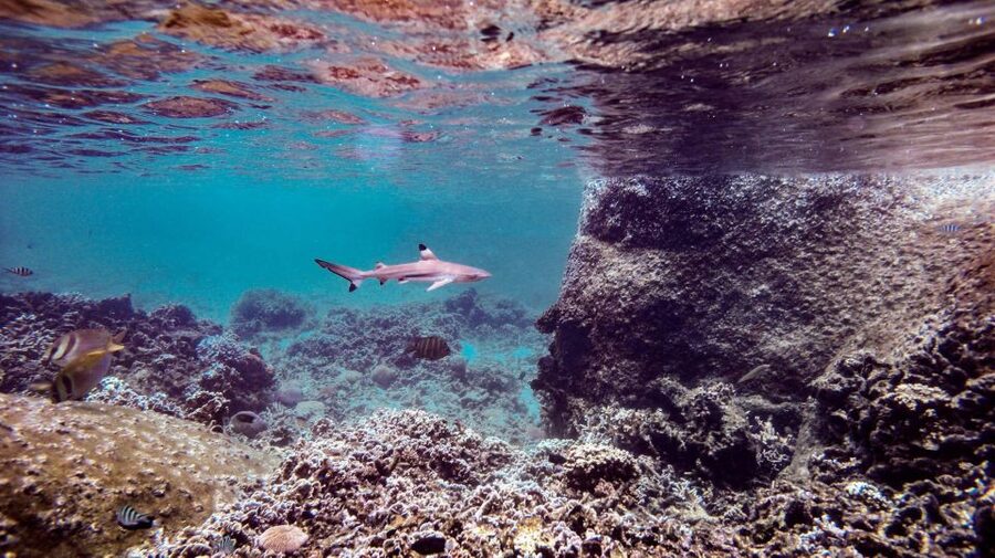 From Phi Phi: Sunrise Maya Bay, Pileh Lagoon Speedboat Tour - The guide and crew experience