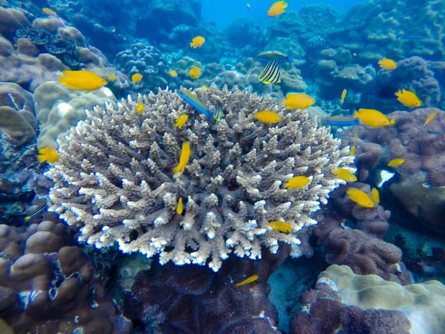 From Phuket: Phi Phi and Maya Bay Snorkeling by Speedboat - Key points at a glance