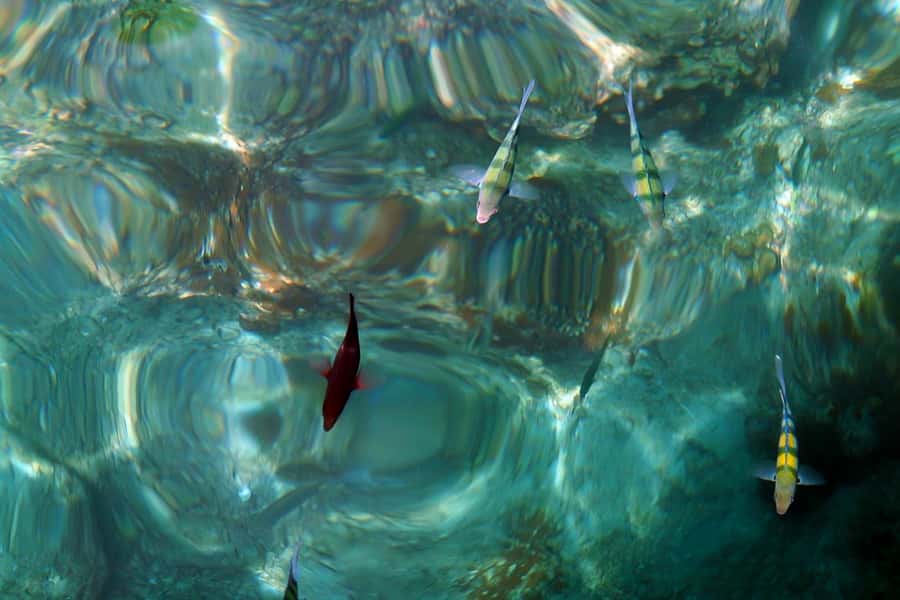 From Phuket: Phi Phi and Maya Bay Snorkeling by Speedboat - Weather, comfort, and who should book